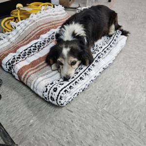 Found Dog Unsure