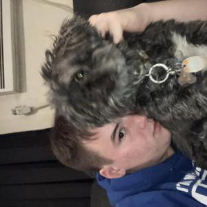 Lost Dog Baby