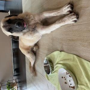 Found Dog Unknown