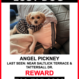 Lost Dog Angel Pickney