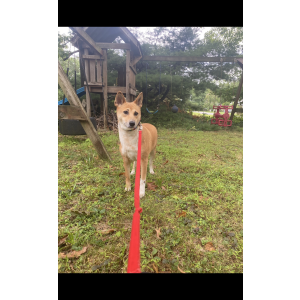 Lost Dog Marlie
