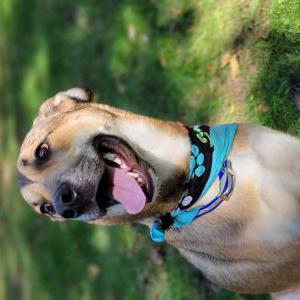 Lost Dog Bowie