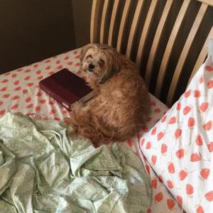 2nd Image of Lily, Lost Dog