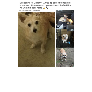 Lost Dog Harry