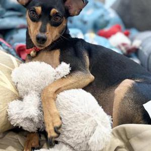 Lost Dog Luna