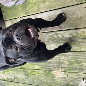 Lost Dog Batman