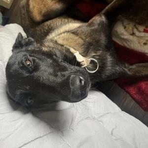 Found Dog Unknown