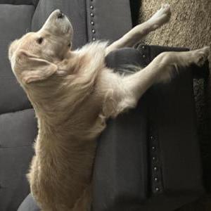 Lost Dog Midas