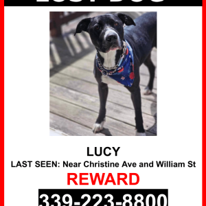 Lost Dog Lucy