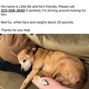 Lost Dog Little Bit