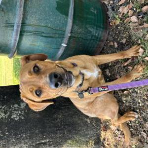 Found Dog Unknown