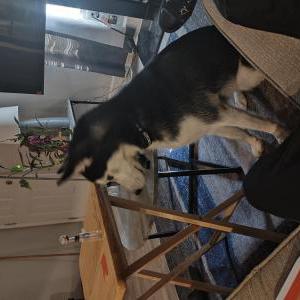 Lost Dog Laurent