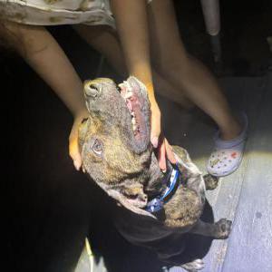 Found Dog unknown