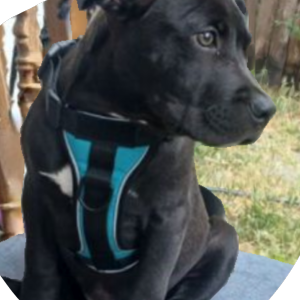 Lost Dog coach