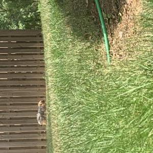 Found Dog Unknown