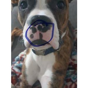 Lost Dog Rexx