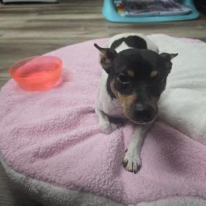 Found Dog RAT TERRIER