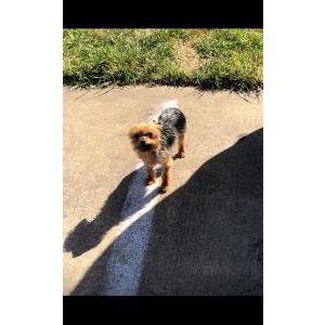 Lost Dog Pupp 