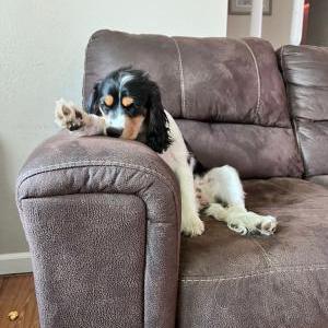 Lost Dog Princess