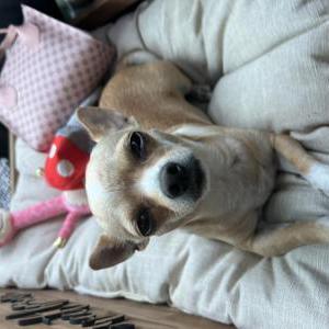 Lost Dog Luna