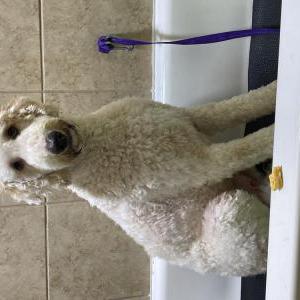 Lost Dog Milos