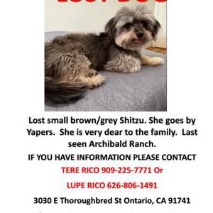 Lost Dog Yappers