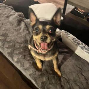 Lost Dog Jada