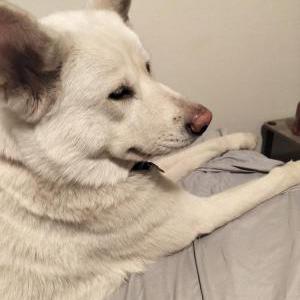 Lost Dog Boudicca