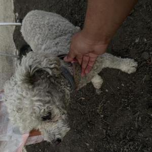 Found Dog Unknown