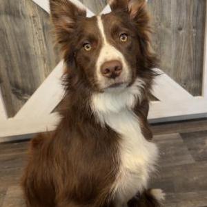 Lost Dog Tess