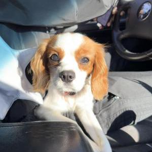 Lost Dog alaadin