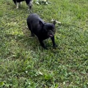 Lost Dog Olive