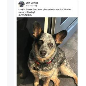 Lost Dog Marley
