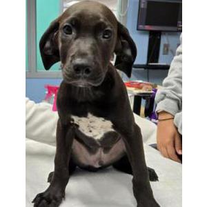 Found Dog unknown