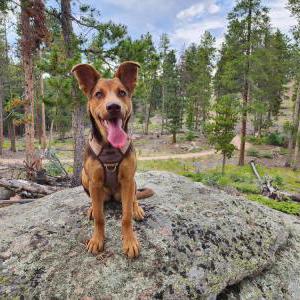 Lost Dog Nala