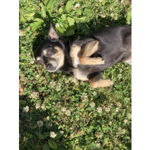 Lost Dog Not telling