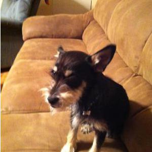 Lost Dog Spike