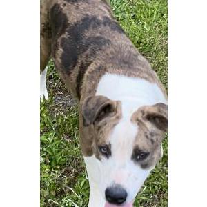 Image of Sitka, Lost Dog