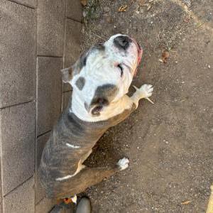 Found Dog Unknown