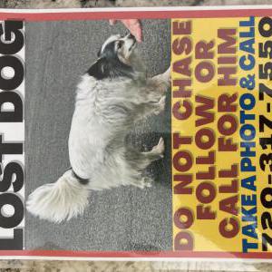 Lost Dog Stewart