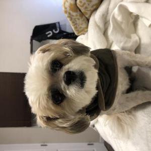 Lost Dog Mr.Big