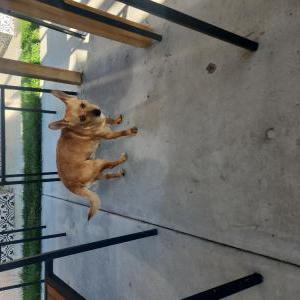 Found Dog Unknown