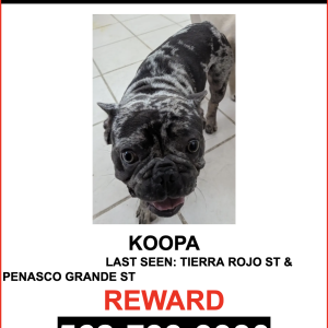 Lost Dog Koopa