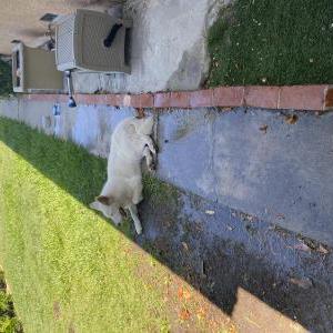 Found Dog Unknown