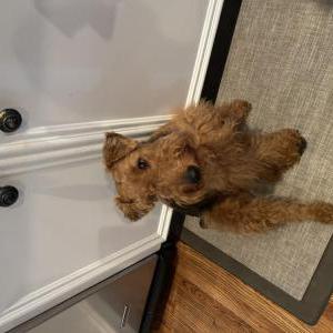 Lost Dog Missy