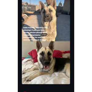 Lost Dog Chochi