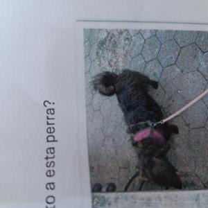 Lost Dog Chica