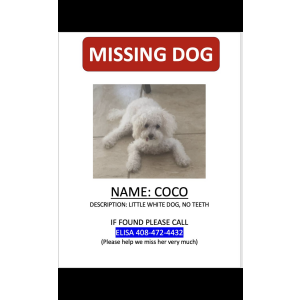 Lost Dog Coco