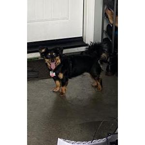 Lost Dog Socks