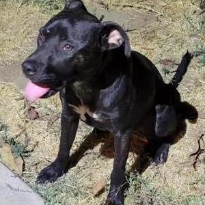 Found Dog Unknown